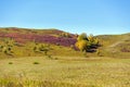 Wild hawthorn on the hillside