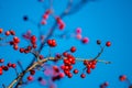 Wild hawthorn