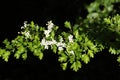 Wild Hawthorn tree crataegus monogyna in flower Royalty Free Stock Photo