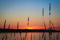 Wild hay silhouetted by an evening sunset over a lake