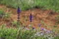 Wild healing field herbs and flowers