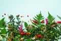 Wild healing herbs on blue pastel background. Alternative medicine concept, holistic approach. Top view, copy space, flat lay