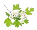 Healing plants: Hawthorn Crataegus monogyna flowers and leaves on white background Royalty Free Stock Photo