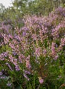 Wild heather flowers in swamp forest