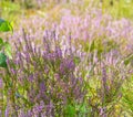 Wild heather flowers