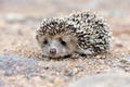 Wild hedgehog Royalty Free Stock Photo