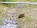 Wild Hedgehog drinking from a stream Royalty Free Stock Photo