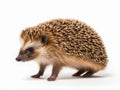 Wild hedgehog isolated on white