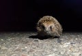 wild hedgehog looks at the camera