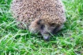 Close-up of a young hedgehog.