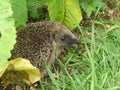 Wild Hedgehog snuffling in the grass Royalty Free Stock Photo