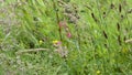 Wild hedgerow with beautiful grasses and flowers