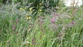 Wild hedgerow with beautiful grasses and flowers