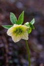 Wild  hellebore flowers in the spring forest Royalty Free Stock Photo