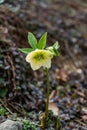 Wild  hellebore flowers in the spring forest Royalty Free Stock Photo