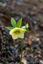Wild  hellebore flowers in the spring forest Royalty Free Stock Photo