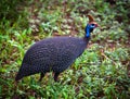 The wild Helmeted Guineafowl in Africa Royalty Free Stock Photo