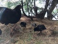 Wild Hen with Baby Chickens under Casuarina Tree on Beach in Kapaa on Kauai Island in Hawaii. Royalty Free Stock Photo