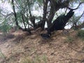 Wild Hen with Baby Chickens under Casuarina Tree on Beach in Kapaa on Kauai Island in Hawaii. Royalty Free Stock Photo