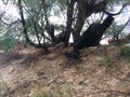 Wild Hen with Baby Chickens under Casuarina Tree on Beach in Kapaa on Kauai Island in Hawaii. Royalty Free Stock Photo