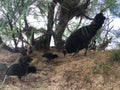 Wild Hen with Baby Chickens under Casuarina Tree on Beach in Kapaa on Kauai Island in Hawaii. Royalty Free Stock Photo