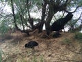 Wild Hen with Baby Chickens under Casuarina Tree on Beach in Kapaa on Kauai Island in Hawaii. Royalty Free Stock Photo