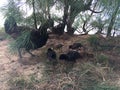 Wild Hen with Baby Chickens under Casuarina Tree on Beach in Kapaa on Kauai Island in Hawaii. Royalty Free Stock Photo