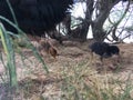 Wild Hen with Baby Chickens under Casuarina Tree on Beach in Kapaa on Kauai Island in Hawaii. Royalty Free Stock Photo