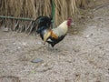 Wild hen