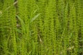 Wild herb Horsetail Equisetum growing in abundance