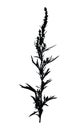 Wild herb silhouette isolated on white.