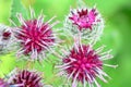 Wild flower Thistle or Marianum or Burdock - herbal plant used in medicine