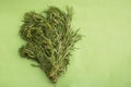 Artemisia ludoviciana plant, popularly called estafiate
