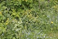 Wild herbaceous plants Lamium galeobdolon, dandelion, forget-me-not and greater celandine in garden