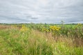 Wild herbaceous species such as Common Hogweed, Heracleum sphondylium, Royalty Free Stock Photo