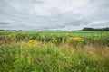 Wild herbaceous species such as Common Hogweed, Heracleum sphondylium, Royalty Free Stock Photo