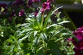 Wild herbs in balcony greening. Different plants grow in container