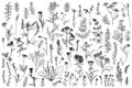 Wild herbs, drawn by a black line on a white background. Vector. Set. Hand drawing Royalty Free Stock Photo