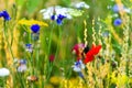 Wild herbs and flowers growing up at the spring season, native wildflowers Royalty Free Stock Photo