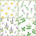 Wild herbs and flowers set of seamless patterns. Vector illustration of medical chamomile, sage, thyme and stevia