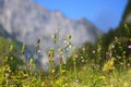 Wild herbs growing on a meadow in the Alps