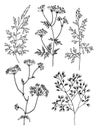 Wild and herbs plants set. Botanical hand drawn sketch. Spring flowers. Vector design. Can use for greeting cards