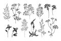 Wild and herbs plants set. Outline, Silhouette and sketch botanical hand drawn illustration. Spring flowers. Vector