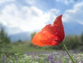 Wild herbs  red poppy flower on wild green field blue sky white clouds nature background Royalty Free Stock Photo