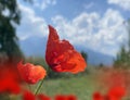Wild herbs  red poppy flower on wild green field blue sky white clouds nature background Royalty Free Stock Photo