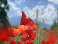 Wild herbs  red poppy flower on wild green field blue sky white clouds nature background Royalty Free Stock Photo