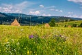 Wild herbs on a rural field in summer countryside Royalty Free Stock Photo