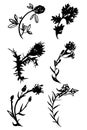 Wild herbs. A Set. Vector illustration. Drawn by a black line on a white background. Hand drawing. Royalty Free Stock Photo