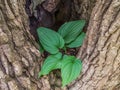 Wild herbs