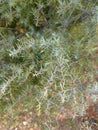 Wild herbs strings. Fresh green thyme plant growing in a herb garden. Common Thyme, Whole thymus